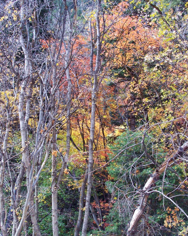 Brethart77 - "Fall Leaves" Big Cottonwood Canyon, SLC, UT - 10/19/2008 apx 3pm, Kodak z710, 7.1mp Digital - Taken by Brethart77